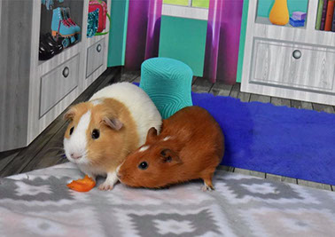 guinea pigs nyc