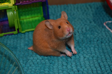 Russian Dwarf Hamsters Make Great Pets - Earth's Friends