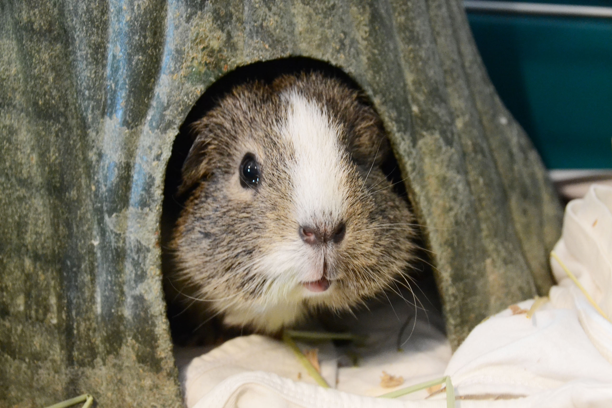  GUINEA PIGS of ECC